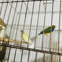 فروش فنچ های گلدین و ستاره ای اماده جفت گیری