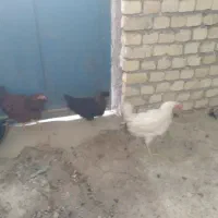 مرغ وخروس بومی ونیمچه
