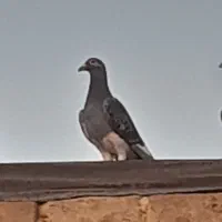 ۳ تا نر آلمانی درجه یک