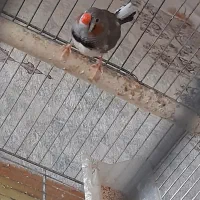 فنچ نر خوشگل