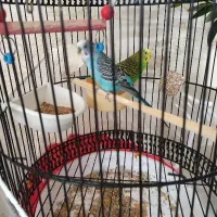 مرغ عشق نر و ماده