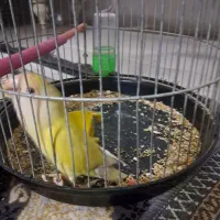 کوتوله کاملا دستی