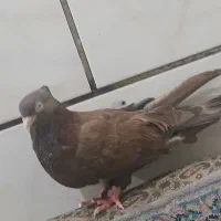 کفتر سوسنی