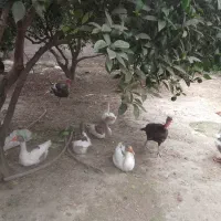 فروش دوعددبوقلمون