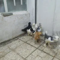 جوجه کاکلی و جوجه راس گوشتی