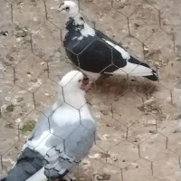 کبوع
