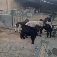 بزغاله دبری