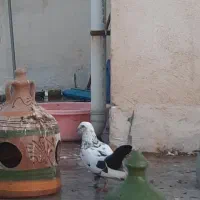کبوتر|پرنده|گنبد کاووس, |دیوار