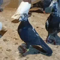 کفتر