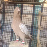 کفتر یا پرنده سینه زرد