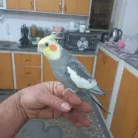 عروس هلندی