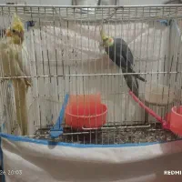 عروس هلندی