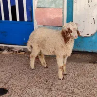 یک عدد بره نر درجه یک چاق