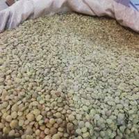 عدس تازه محلی