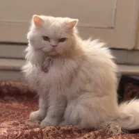 گربه پرشین سفید