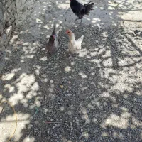 مرغ و خروس گلین