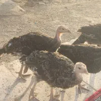 ۱۱ تا جوجه بوقلمون تقریبا سه ماهه