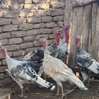 فروش بوقلمون