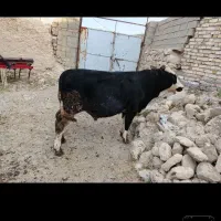گوساله نر