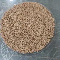 گندم سارنگ درجه یک و تمیز رامهرمز