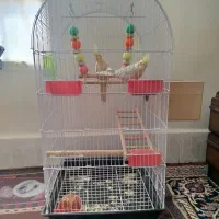 عروس هلندی