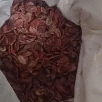 تخمه هندوانه