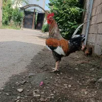 خروس لاری و محلی