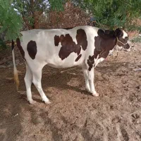 گاو ماده