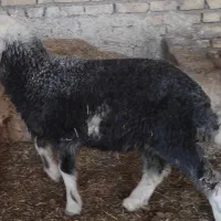 گوسفند بره نر درجه