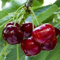 باغ گیلاس کهریز کوره علیا