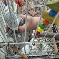 طوطی کاسکو سخنگو حلقه پا دو ساله