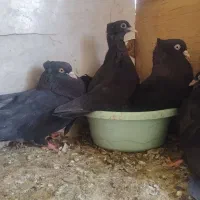 یک جفت زاغ بمی کلاهی به ضمانت تخم و جوجه