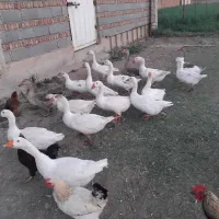 16 عدد غاز محلی سالم