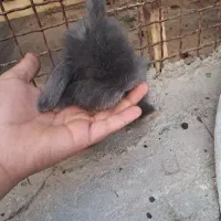 بچه خرگوش لوپ