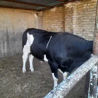 گوساله نر چاق فروشی
