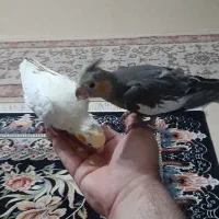 جوجه عروس 3ماهه سخنگو