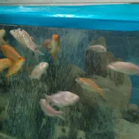 ماهی کوی فروشی
