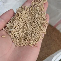 بذر فجر ۹۰ روزه بوجاری شده