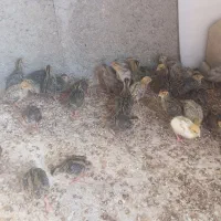 جوجه بلدرچین ده روزه