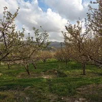 باغ-و-باغچه