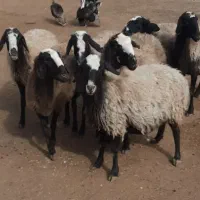 کوسفند اصیل شالی