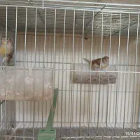 پرنده نر وماده
