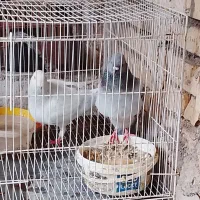 یک جفت کفتر