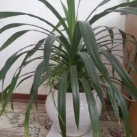 گل سرسبز وجوان