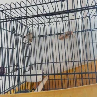 یک عدد سهره وه یک عدد سهره قناری