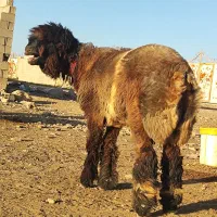 بره قوچی کری