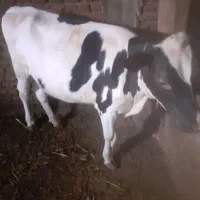 گوساله