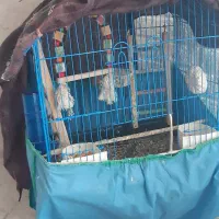 عروس هلندی نر