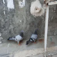 مقلف هیچ پره