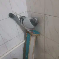 کفتر